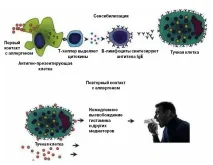 Як перемогти алергію за чотириін’єкції чотириін