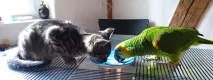 Характер британської породи котів характер