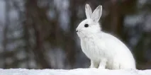 Загадки про зайців дітей