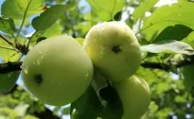Яблуня Сонцедар фото, опис, відгуки Сонцедар