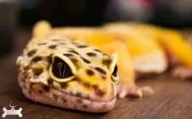 Ящірка плямистий еублефар (Eublepharis macularius) опис, догляд, розведення ящірка