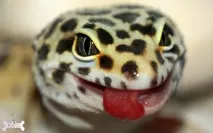 Ящірка плямистий еублефар (Eublepharis macularius) опис, догляд, розведення плямистий