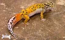 Ящірка плямистий еублефар (Eublepharis macularius) опис, догляд, розведення ящірка