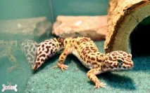 Ящірка плямистий еублефар (Eublepharis macularius) опис, догляд, розведення ящірка