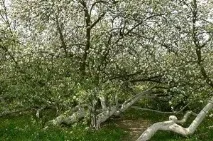 Яблуня Сонцедар фото, опис, відгуки яблуня