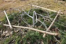 Яблуня Сонцедар фото, опис, відгуки яблуня