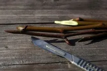 Яблуня Сонцедар фото, опис, відгуки опис