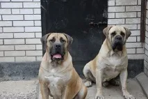 Boerboel