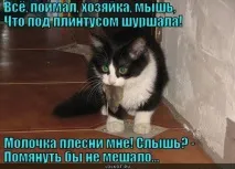 За що кіт подарував нам сім мишей подарував