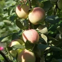 Яблуня Сонцедар фото, опис, відгуки фото