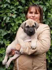 Boerboel