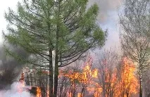 Журнал Бджільництво - Вогонь у боротьбі з американським гнильцем журнал