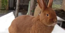 Чи можна куркам давати горох? горох