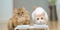 Чи можна куркам давати горох? можна