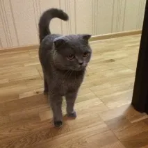 свого