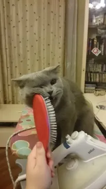 кота