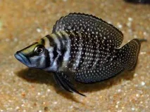 lamprologus