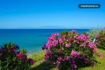 каллікратія