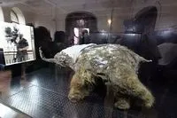 Про що розповіли останні знахідки мамонта років