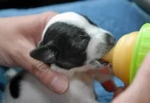 Досвід вигодовування щенят до їхнього зрілого віку досвід