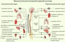 Остеохондроз та ВСД остеохондроз