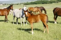 Відпочинок в Солоніки (Лазаревське) на Чорному морі опис та особливості відпочинок
