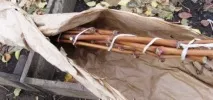 Догляд за виноградом навесні у травні, квітні, на 2 рік лози