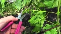 Догляд за виноградом навесні у травні, квітні, на 2 рік лози