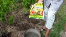 Догляд за виноградом навесні у травні, квітні, на 2 рік лози
