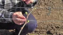 Догляд за виноградом навесні у травні, квітні, на 2 рік навесні