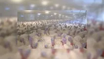 вирощують