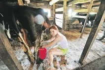 У селі можеш ти не жити, а от корів доїти маєш! корів