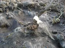 Догляд за виноградом навесні у травні, квітні, на 2 рік догляд