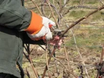 Догляд за виноградом навесні у травні, квітні, на 2 рік виноградом