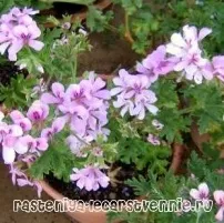 Пеларгонія запашна фото, догляд у домашніх умовах - Популярне про здоров’я пеларгонія