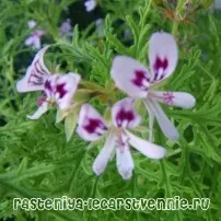 Пеларгонія запашна фото, догляд у домашніх умовах - Популярне про здоров’я фото