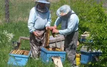 Бджоли дуріють від нашої погоди нашої