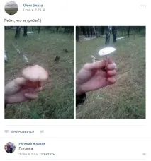 гриби