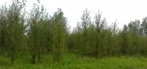 розплідник