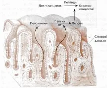 шлунку