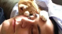 Чому не можна обіймати котів котів