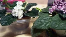 Чому не цвітуть фіалки в домашніх умовах чому