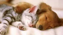 Чому не можна обіймати котів можна