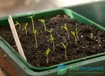 Підготовка та посадка розсади огірків у теплицю всі тонкощі розсади