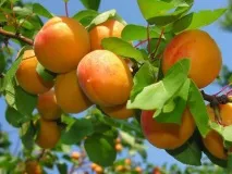 Підраховуємо, скільки калорій в абрикосах та черешні калорій