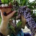 Мито - пошук слів за маскою та визначенням, відповіді на сканворди пошук
