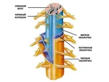 Хребетний стовп будова та функції (фото) стовп