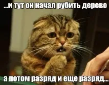 Пожежники Котовська знімали кота з дерева за допомогою 30-ти метрової лісниці пожежники