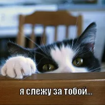 Пожежники Котовська знімали кота з дерева за допомогою 30-ти метрової лісниці знімали