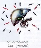 Проблеми опісторхозу та лямбліозу опісторхозу